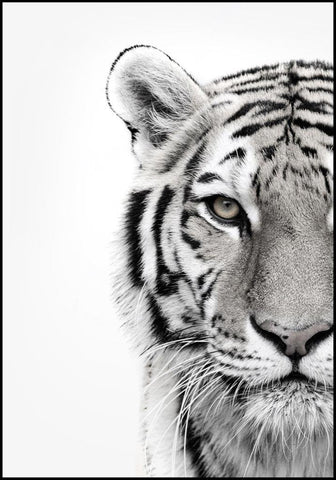 White Tiger | EINGERAHMTE BILDER