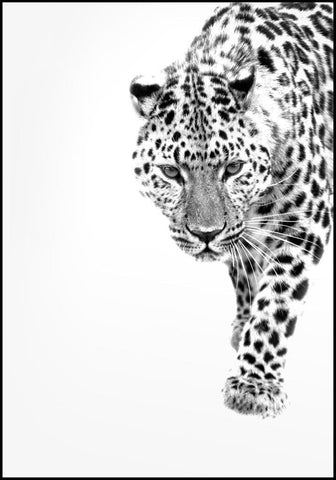 White Leopard | EINGERAHMTE BILDER