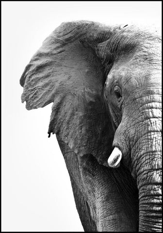 White Elephant | EINGERAHMTE BILDER