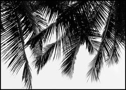 Black Palms | EINGERAHMTE BILDER