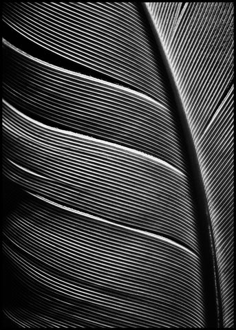 Black feather | EINGERAHMTE BILDER