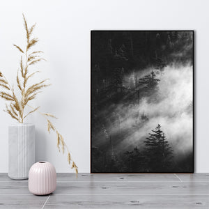 Misty pine woods | EINGERAHMTE BILDER