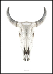 Cow skull | EINGERAHMTE BILDER