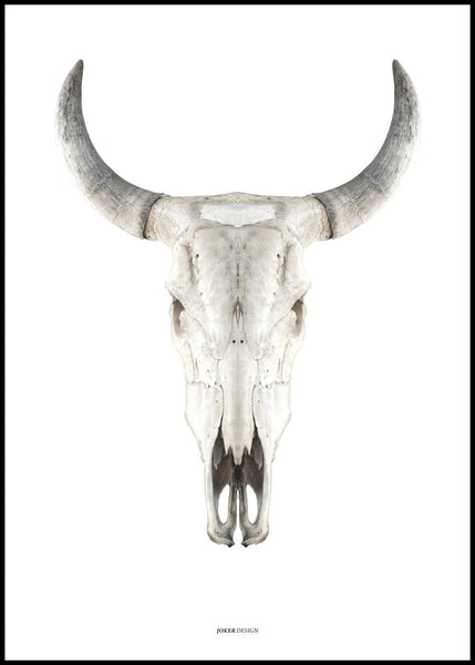 Cow skull | EINGERAHMTE BILDER