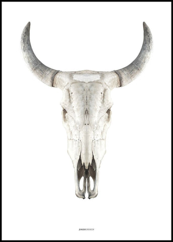 Cow skull | EINGERAHMTE BILDER