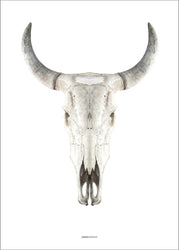 Cow Skull | POSTER