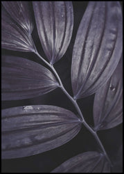 Dark plant 3 | EINGERAHMTE BILDER