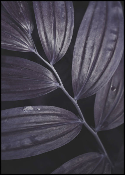 Dark plant 3 | EINGERAHMTE BILDER