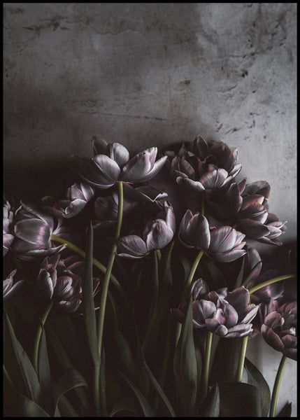 Dark tulips | EINGERAHMTE BILDER