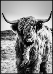 Highlander | EINGERAHMTE BILDER