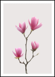 Magnolia 1 | EINGERAHMTE BILDER