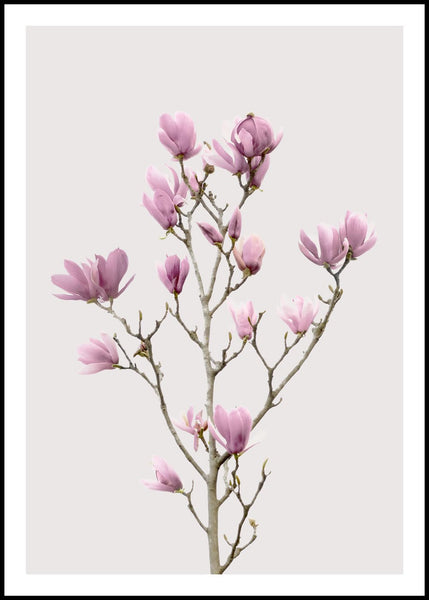 Magnolia 2 | EINGERAHMTE BILDER