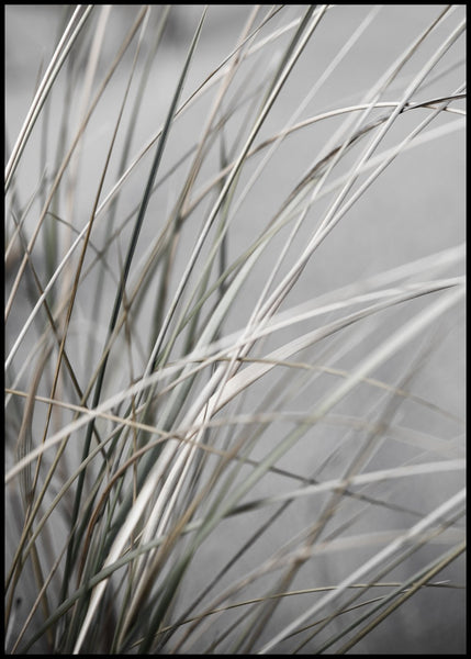 Mellow Grasses 1 | EINGERAHMTE BILDER