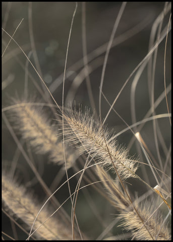 Mellow Grasses 2 | EINGERAHMTE BILDER