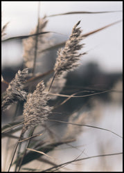 Mellow Grasses 3 | EINGERAHMTE BILDER