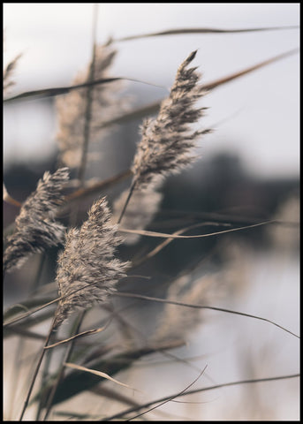 Mellow Grasses 3 | EINGERAHMTE BILDER