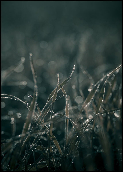 Mellow Grasses 5 | EINGERAHMTE BILDER