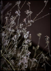 Mellow Grasses 6 | EINGERAHMTE BILDER