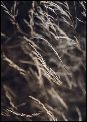 Mellow Grasses 7 | EINGERAHMTE BILDER