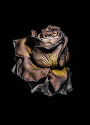 Metallic Rose | EINGERAHMTE BILDER