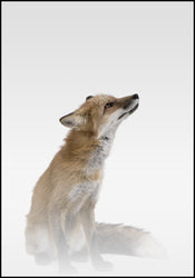 Misty Fox | EINGERAHMTE BILDER