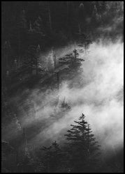 Misty pine woods | EINGERAHMTE BILDER