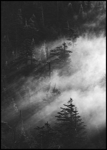 Misty pine woods | EINGERAHMTE BILDER