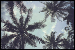 Palm Trees 2 | EINGERAHMTE BILDER