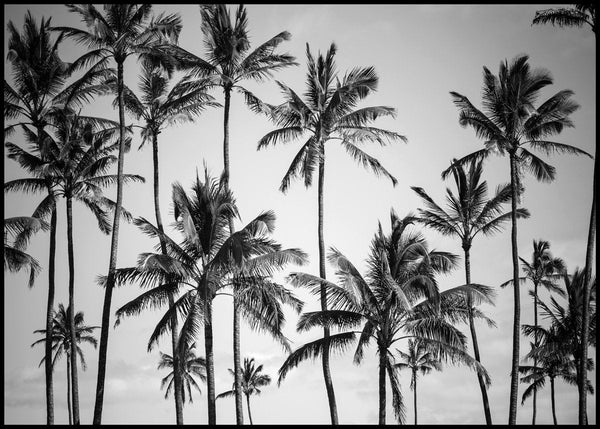 Palm heaven | EINGERAHMTE BILDER