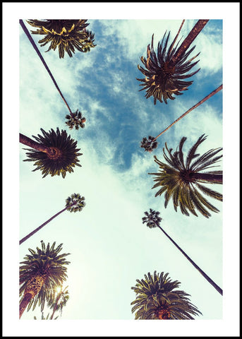 Palm sky 2 | EINGERAHMTE BILDER