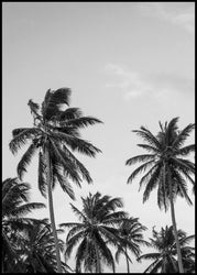 Palms in grey | EINGERAHMTE BILDER