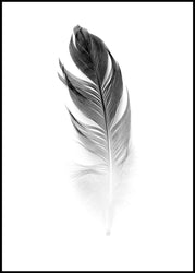 Soft Feather | EINGERAHMTE BILDER