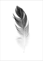 Soft Feather | POSTER