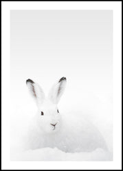 White Rabbit | EINGERAHMTE BILDER