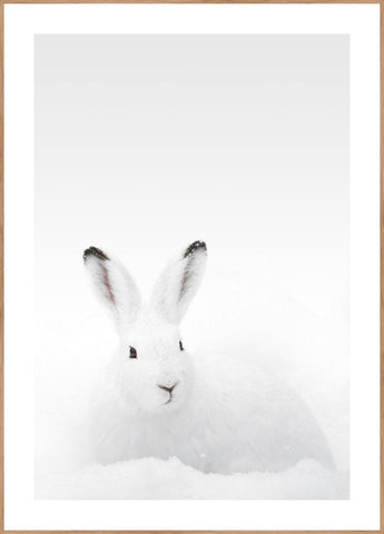 White Rabbit | EINGERAHMTE BILDER