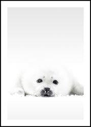 White Seal | EINGERAHMTE BILDER