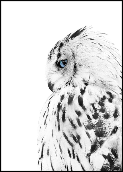 White owl | EINGERAHMTE BILDER