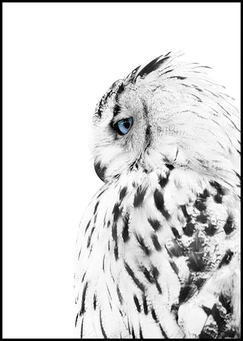 White owl | EINGERAHMTE BILDER